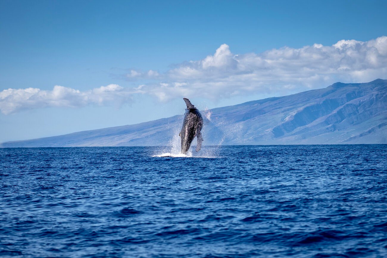 Whale-watching-maui.jpeg