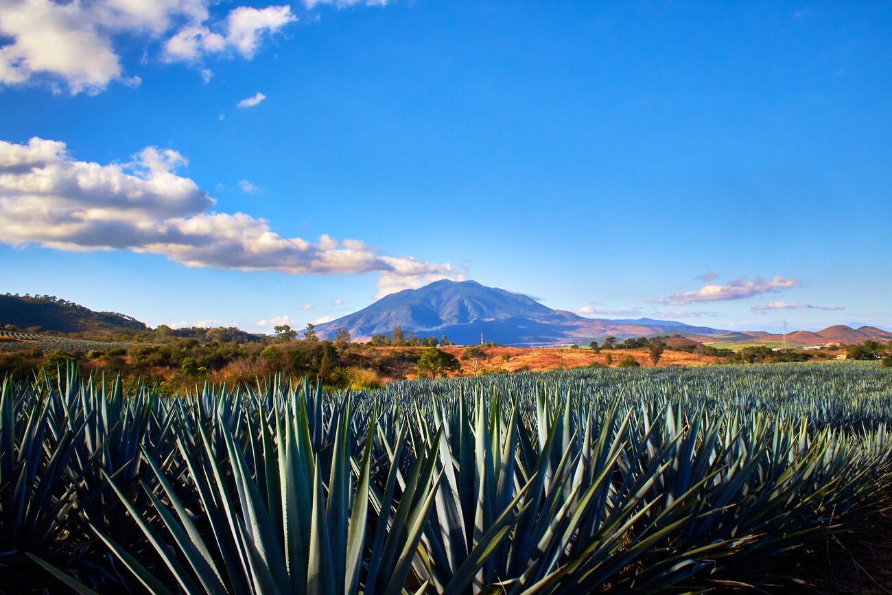 blue-agave-nayarit.jpeg