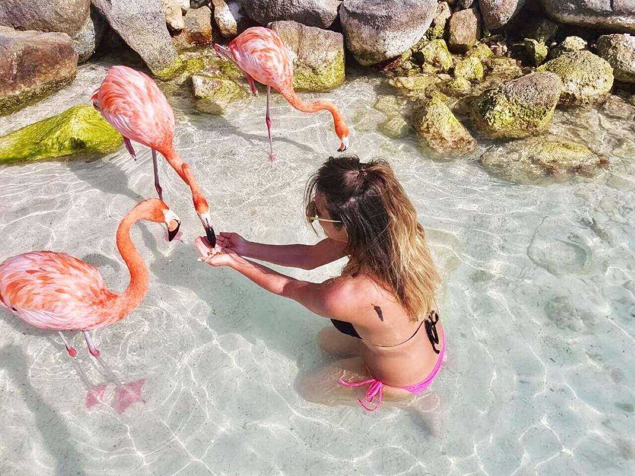 Girl feeding flamingo