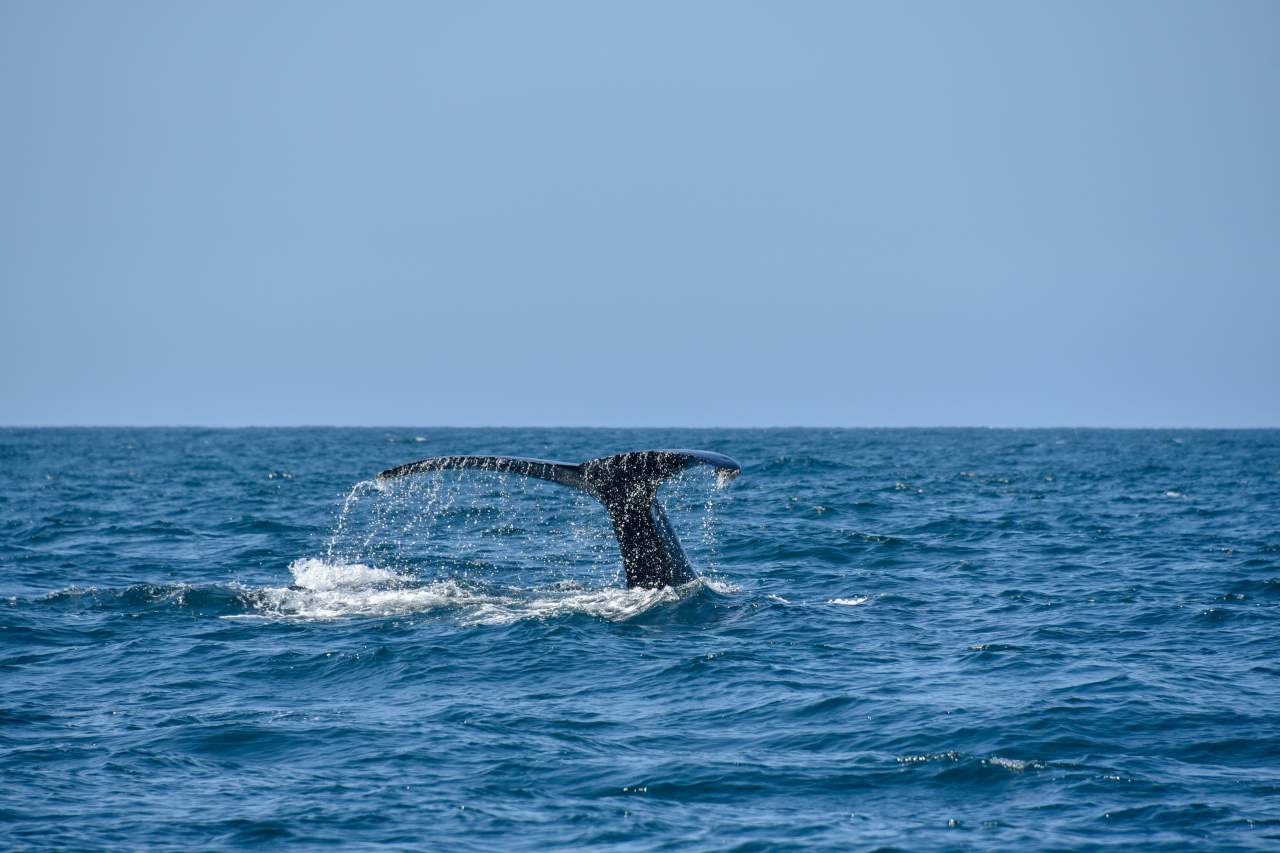 Whale tale splash in ocean