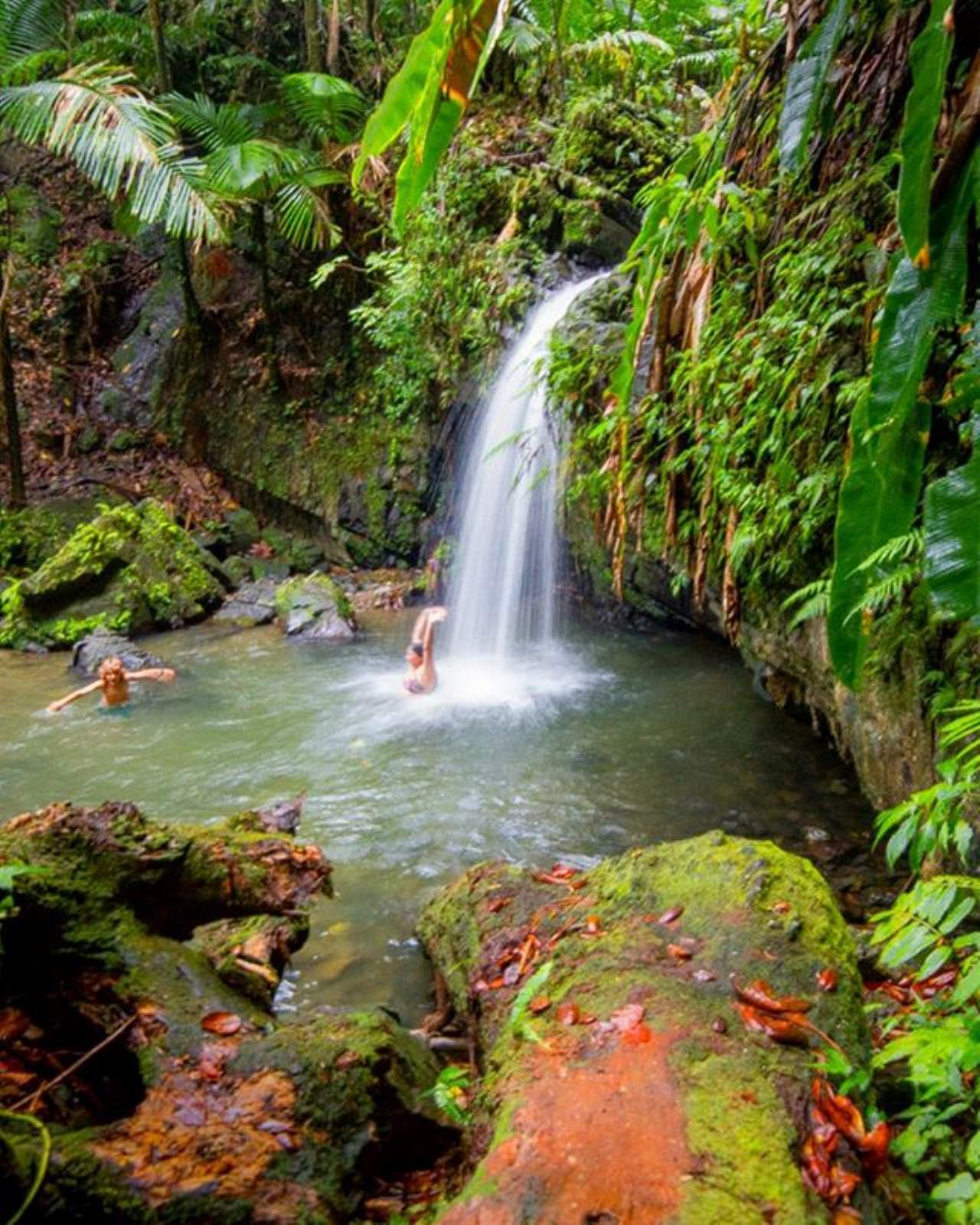 List 98+ Pictures El Yunque National Forest Photos Completed